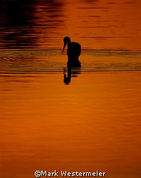 Fishing - Image taken in SW Florida with a Nikon D200 usi... by Mark Westermeier 